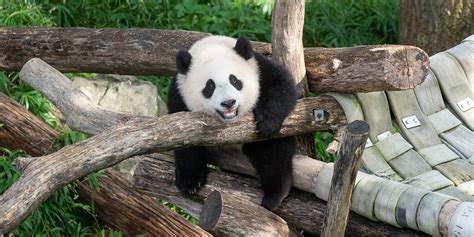 Celebrating 50 Panda-mazing Years | Smithsonian's National Zoo