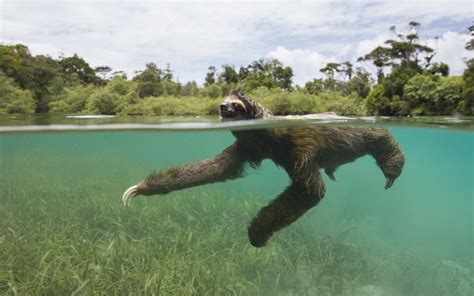 Keeping Pygmy Sloths Afloat - bioGraphic