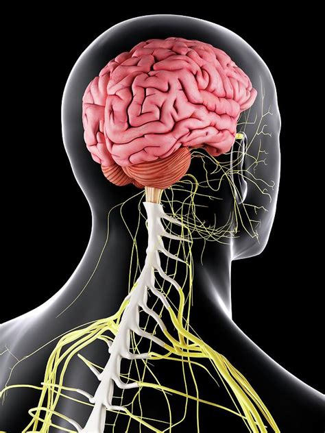 Brain And Spinal Cord Anatomy