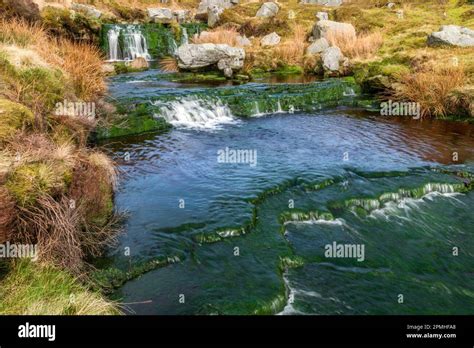 Waterfalls on The Infant Tarnbrook Wyre in Gables Clough above Tarnbrook in The Forest of ...