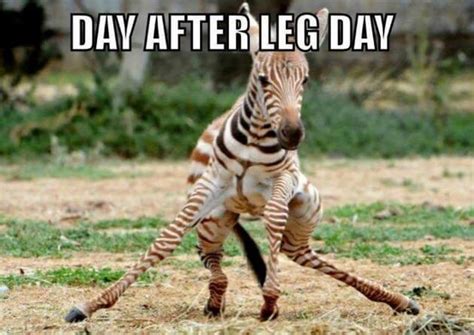 Day After Leg Day | Memes | BMI Calculator