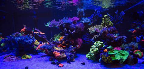 PAR & Reef Tank Lighting Schedules: What's the ideal program for LED aquarium lighting? - BRStv ...