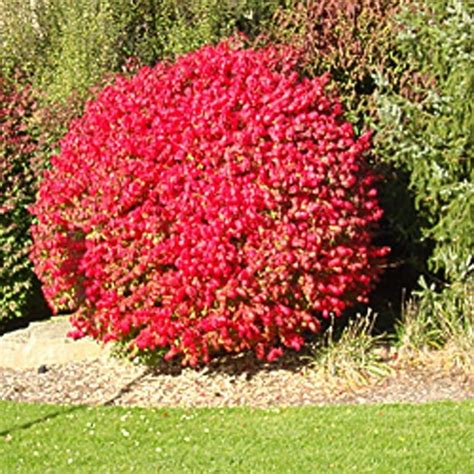 Compact Dwarf Burning Bush, Flaming Red Fall Color, Live Shrub for Sun ...