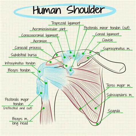 Shoulder diagram | Healthiack