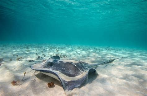 animals, Underwater, Sand, Stingray Wallpapers HD / Desktop and Mobile ...