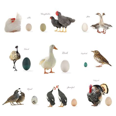 Guinea Fowl Eggs - What You Need to Know - Lady Lee's Home