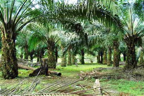 Seluas 550 Hektare Lahan Sawit Milik Petani Pesisir Selatan Mendapat Program PSR Tahun Ini ...