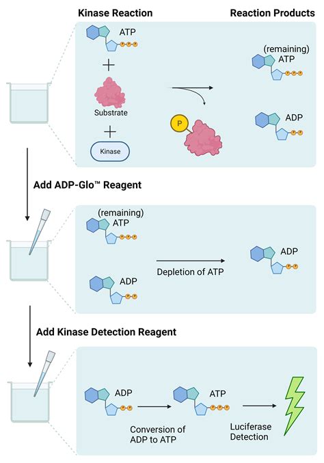 Promega's ADP-Glo Kinase Assay BMG LABTECH, 60% OFF