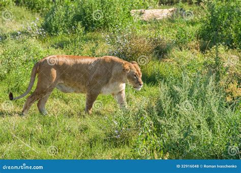 Liger Female, Aka White Tiger Stock Image | CartoonDealer.com #4171579