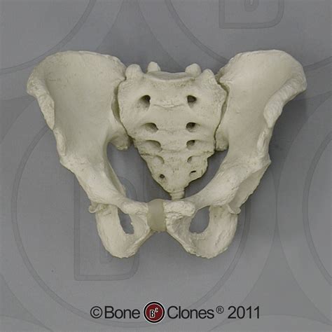 [DIAGRAM] Diagram Of Human Pelvis - MYDIAGRAM.ONLINE