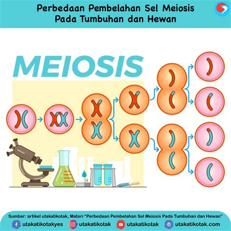 Perbedaan Pembelahan Sel Meiosis Pada Tumbuhan dan Hewan - UtakAtikOtak.com