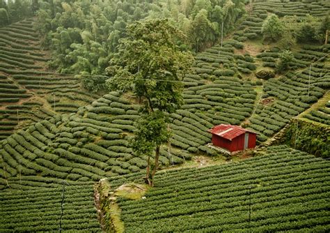 Tea garden | Tea garden, Garden, Tea