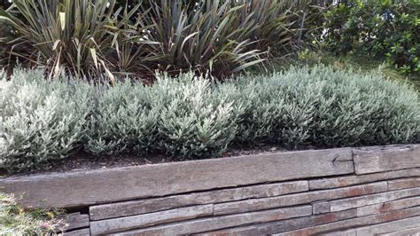 westringia zena - Google Search | Native garden, Landscaping plants, Garden inspiration