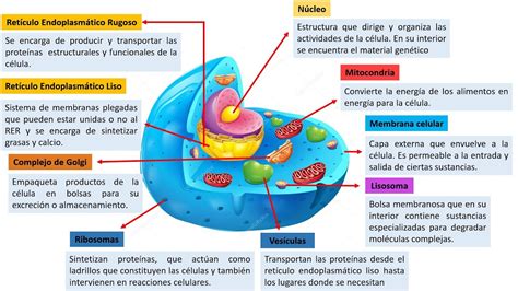 Organelos De Celula Eucariota | Images and Photos finder