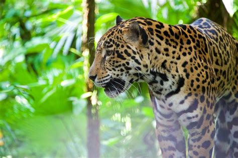 Get a closer look at the animals that live in Belize on this excursion ...