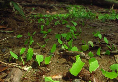 The Biomimicry Manual: What Can Leaf-Cutter Ants Teach Us About Farming?