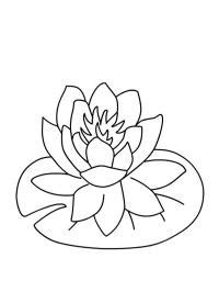 Water lily blossom Coloring Page - Funny Coloring Pages