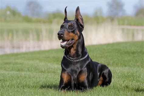 The Incredible Value of a Well Trained Police Dog | Highland Canine Training