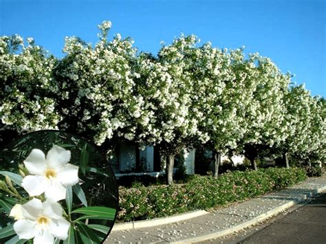 The Top 5 White Flowering Trees