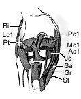 Diagnosing Anterior Cruciate Ligament Tear | Dynamic Chiropractic