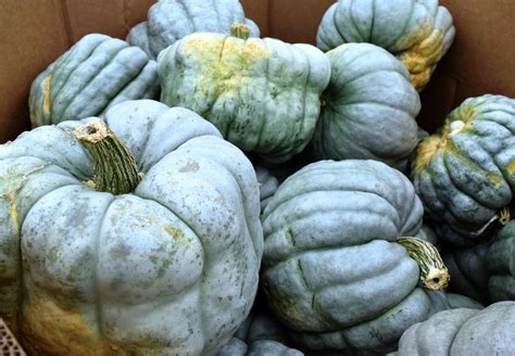 Veterans produce plentiful pumpkins | Business | agupdate.com