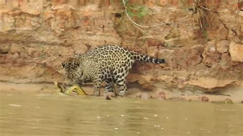 Jaguar pounces on two-metre-long swimming anaconda in savage attack ...