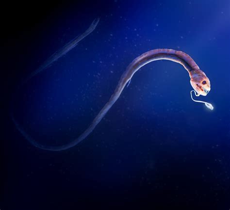 Mariana Trench Animals - American Oceans