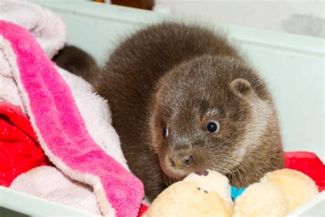 Adorable Photos of Baby Otters That'll Make Your Day Better | Reader's ...