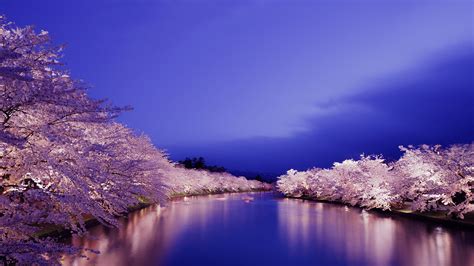 Cherry Blossom at Night ‹ 배경 화면 ‹ 야돌이닷컴