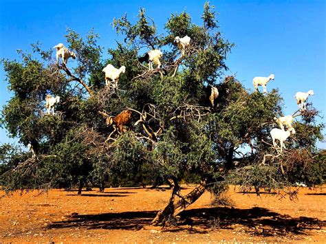 The Flying Tortoise: So You Thought Goats Couldn't Climb Trees...