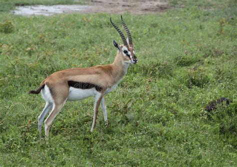 Grants Gazelle Carefully Watching Predators Stock Photos - Free ...