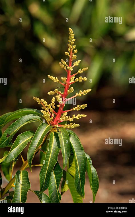 Mango tree (Mangifera indica), blossom, California, USA Stock Photo - Alamy