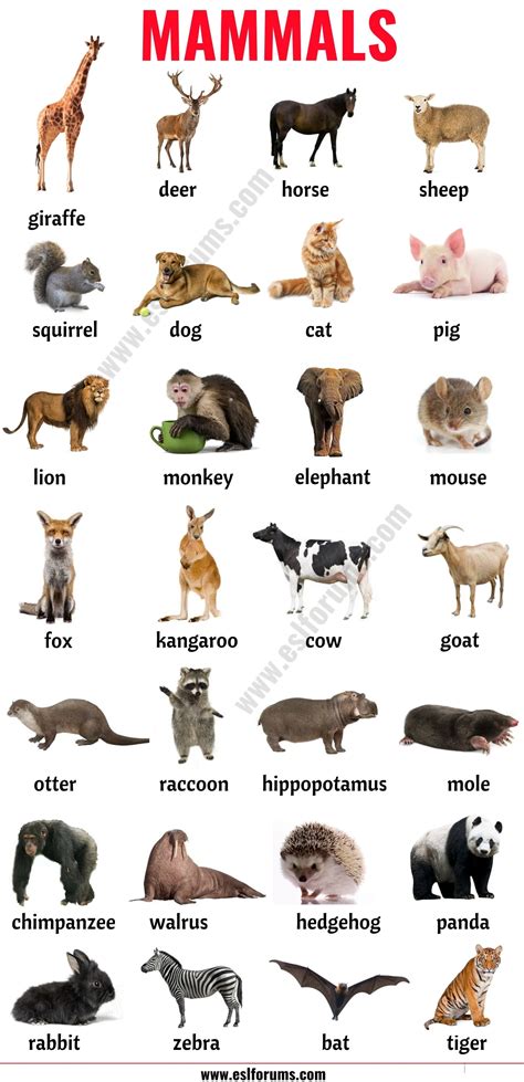 List of Animals: A Big Lesson of Animal Names with the Pictures! - ESL ...