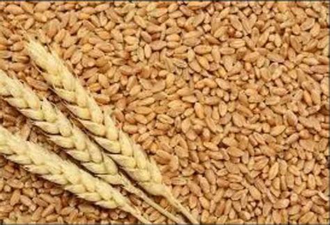 Hard Red Wheat Seeds at best price in Raisen by Hindustan Enterprises ...