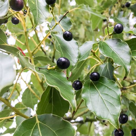 Camphor Laurel Trees for Sale | BrighterBlooms.com