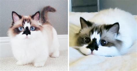 Meet Albert, The Cutest Munchkin Cat With Unique “Skull” Nose And ...