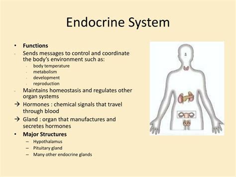 PPT - Endocrine System PowerPoint Presentation, free download - ID:1932083