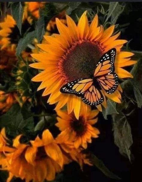 Monarch Butterfly on a Sunflower | Sunflower pictures, Sunflower ...