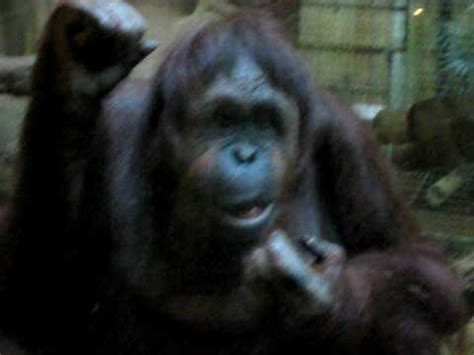 Orangutan Eating Its Own Poop - YouTube