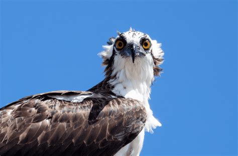 Osprey Bird - Facts, Information & Pictures