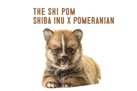 Shiba Inu Pomeranian Mix Information - My First Shiba Inu