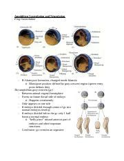 Lecture 8 .docx - Amphibian Gastrulation and Neurulation Frog Gastrulation - B: blastopore ...