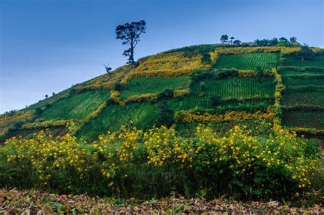 Wild beauty of Chu Dang Ya Volcano | Vietnam Times