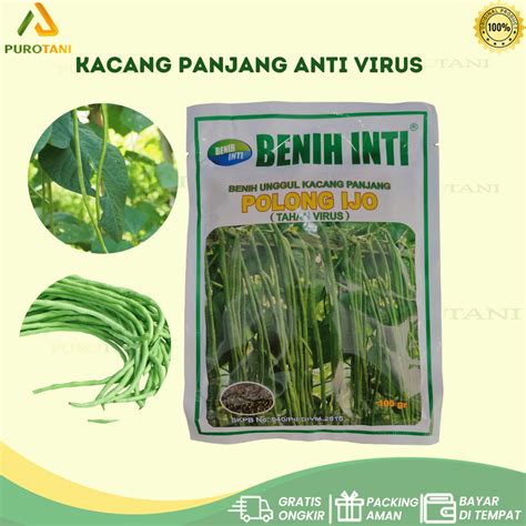 Jual Benih Kacang Panjang POLONG IJO Tahan Virus 100 gr