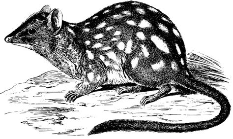 'Suitable' habitat a good guide to quoll health - Scimex