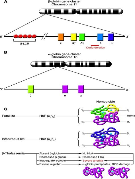 b-Globin gene cluster and a globin-gene cluster [10, 11 and 13 ...