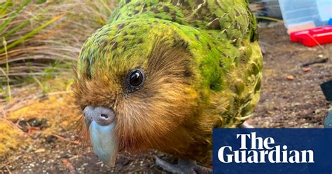 Kākāpō: four facts about the world's heaviest parrot – video ...