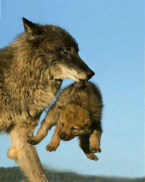 18 best baby wolf cubs images on Pinterest | Baby wolves, Cubs and Wolf