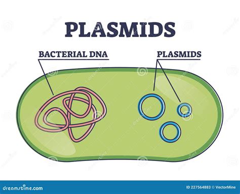 Bacterial Plasmid Structure