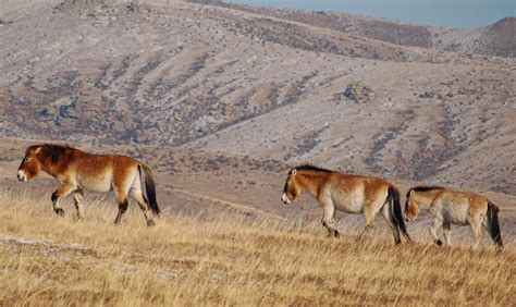 Horse Breed: Przewalski's Horse